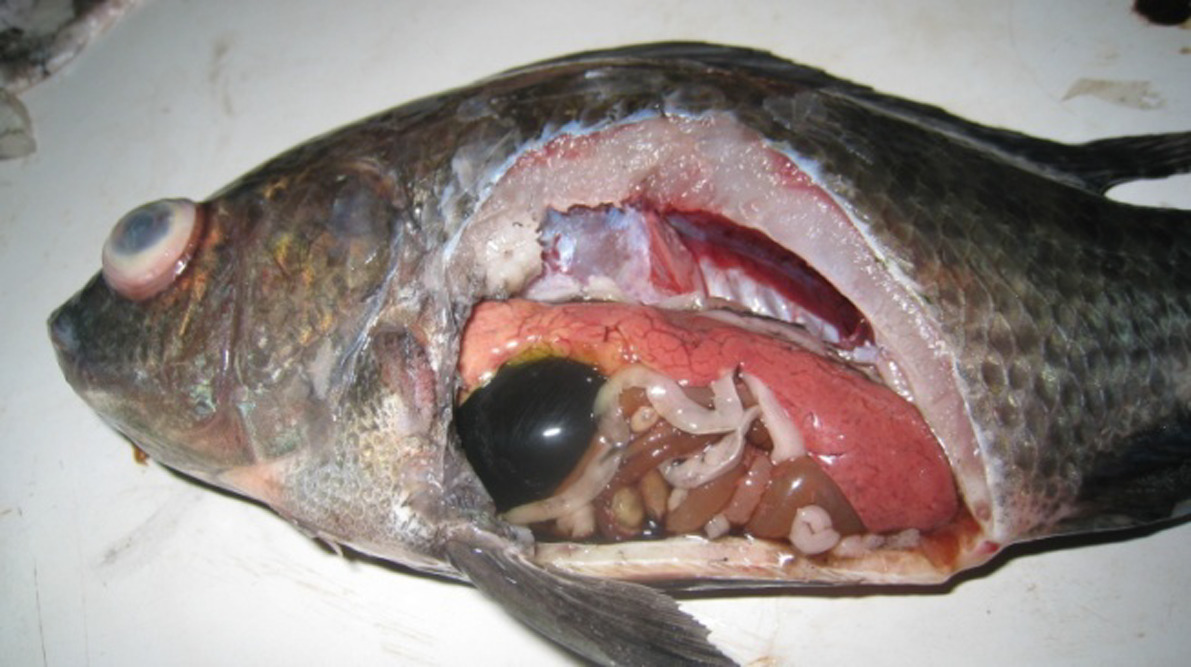 Bệnh liên cầu khuẩn