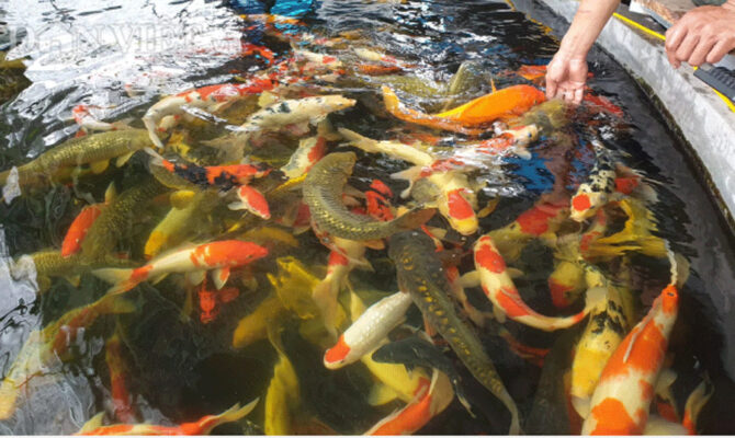 Nuôi xen canh cá Koi