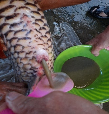 Kỹ thuật sinh sản nhân tạo cá Hô