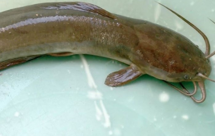 Cá trê trắng (Clarias batrachus)