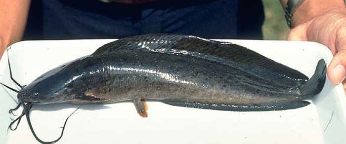 Cá trê phi (Clarias gariepinus)