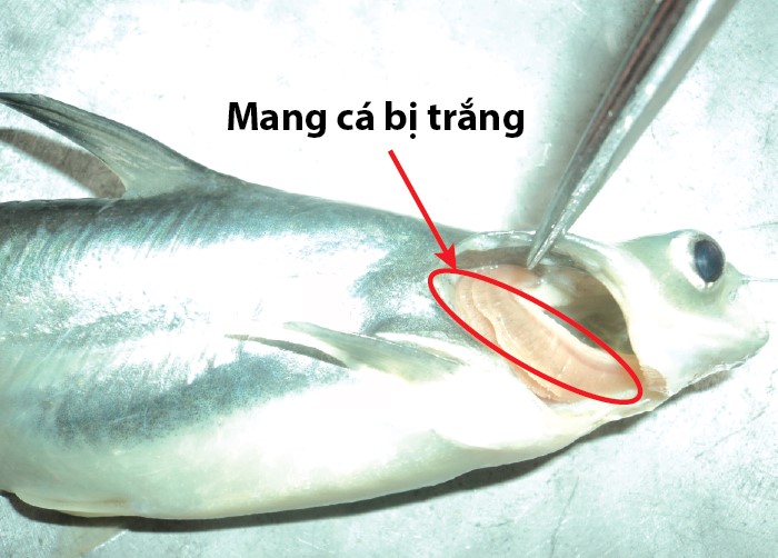 Bệnh Trắng Gan Trắng Mang Trên Cá Tra