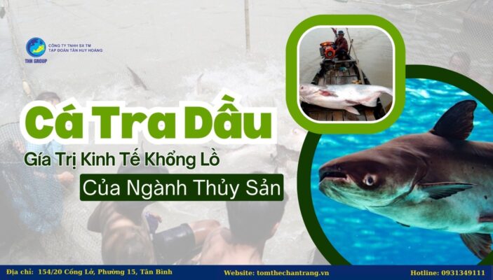 Cá Tra Dầu - Gía Trị Kinh Tế Khổng Lồ Của Ngành Thủy Sản