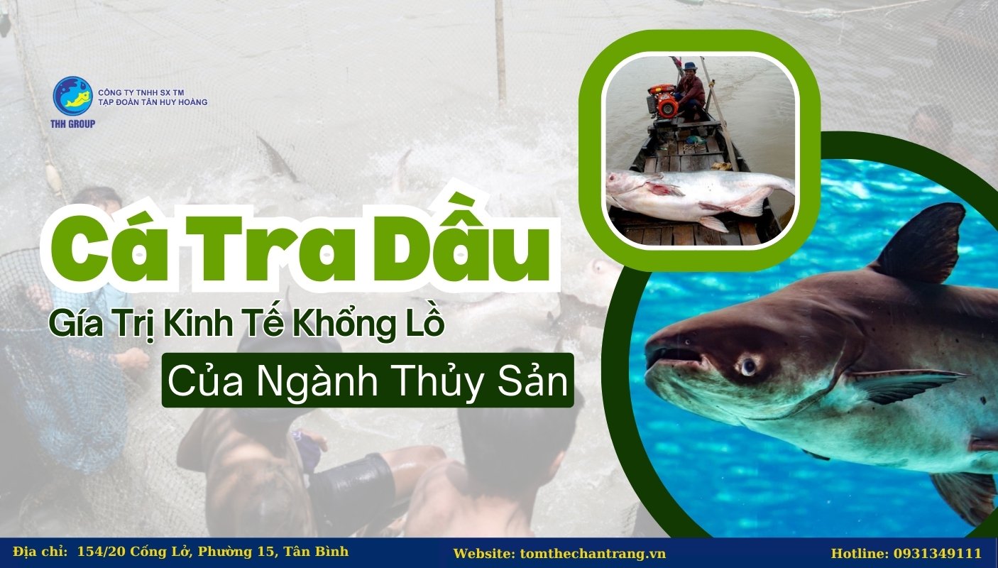 Cá Tra Dầu - Gía Trị Kinh Tế Khổng Lồ Của Ngành Thủy Sản