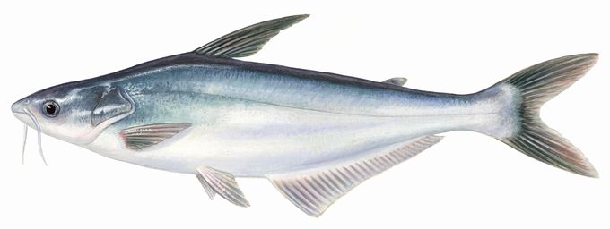 Cá tra (Pangasius) có giá trị lớn trong ngành thủy sản Việt Nam