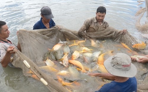 Mật độ thả phụ thuộc vào khối lượng cá cần đạt khi thu hoạch