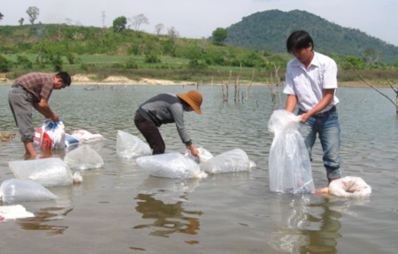 Thả cá mè hoa giống vào ao đã chuẩn bị