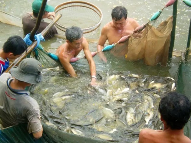 Sau 6-8 tháng nuôi, cá mè hoa đạt trọng lượng trung bình từ 1,5-2,5 kg/con