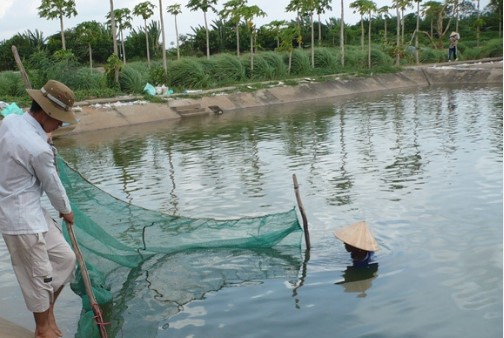 Quản lý, chăm sóc ao thường xuyên