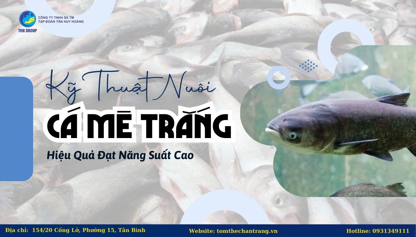 Kỹ Thuật Nuôi Cá Mè Trắng Hiệu Quả Đạt Năng Suất Cao