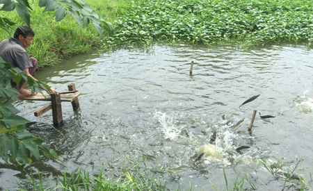 Chuẩn bị ao nuôi