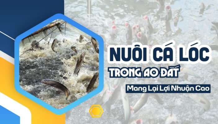 Nuôi Cá Lóc Trong Ao Đất Mang Lại Lợi Nhuận Cao