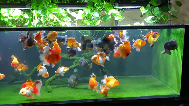 Cách Phòng Ngừa Bệnh Cho Cá Ranchu