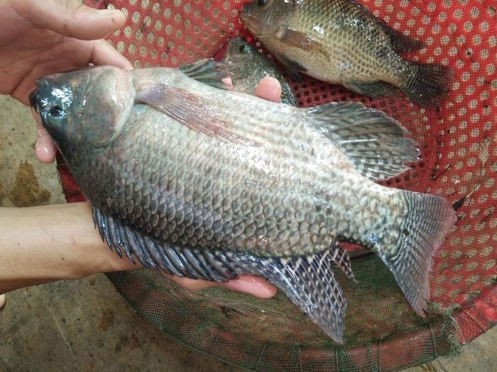 Cá rổ phi xuất khẩu