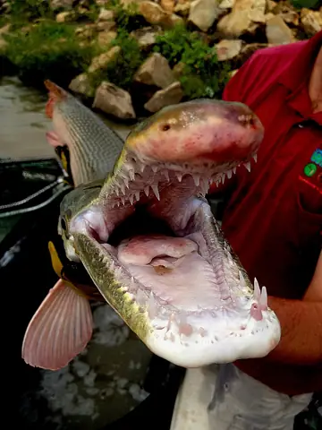 Alligator Gar Là Cá Gì? Khám Phá Về Loài Thủy Quái Mõm Dài