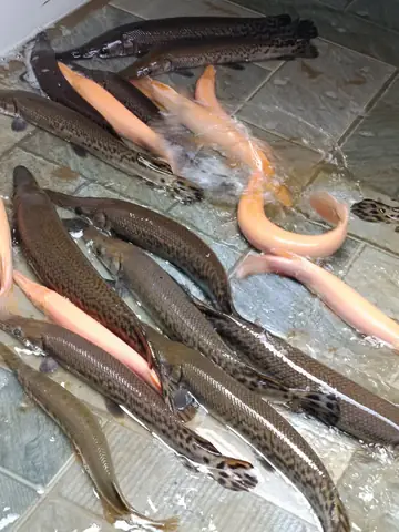 Alligator Gar Là Cá Gì? Khám Phá Về Loài Thủy Quái Mõm Dài
