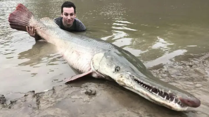 Alligator Gar Là Cá Gì? Khám Phá Về Loài Thủy Quái Mõm Dài