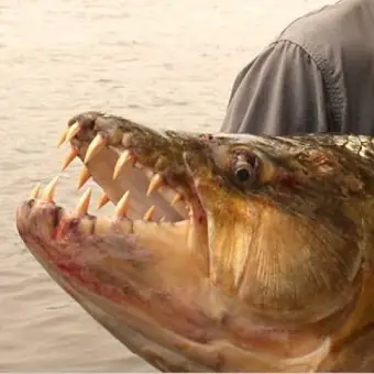 Alligator Gar Là Cá Gì? Khám Phá Về Loài Thủy Quái Mõm Dài