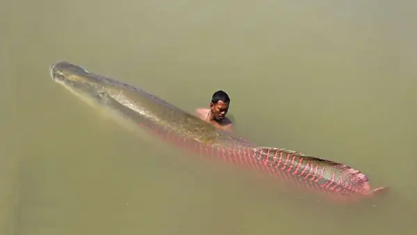 Cá Arapaima Là Gì? Khám Phá "quái Vật Nước Ngọt" Khổng Lồ