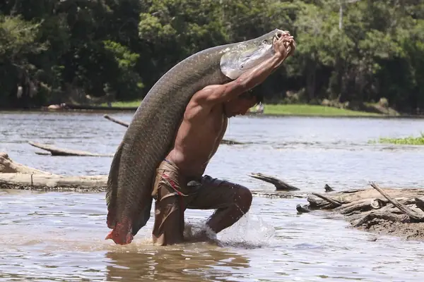 Cá Arapaima Là Gì? Khám Phá "quái Vật Nước Ngọt" Khổng Lồ