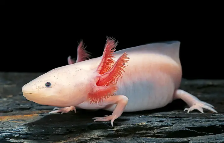 Axolotl Nuôi Chung Với Cá Nào An Toàn? Danh Sách & Lưu Ý Quan Trọng