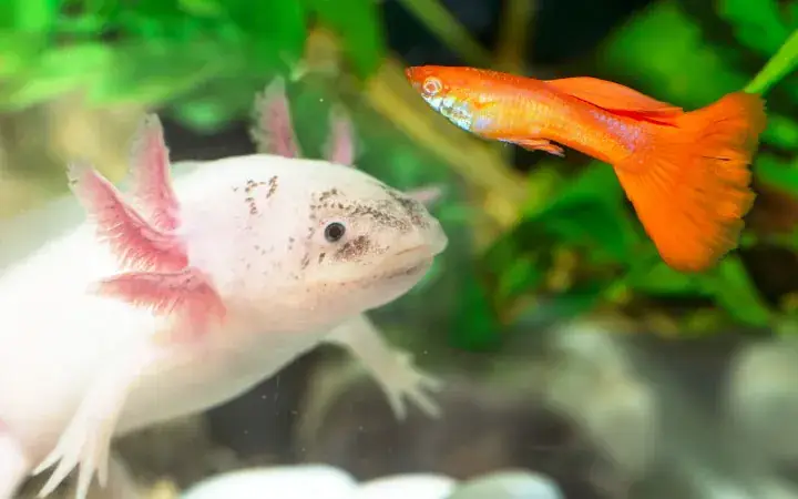 Axolotl Nuôi Chung Với Cá Nào An Toàn? Danh Sách & Lưu Ý Quan Trọng