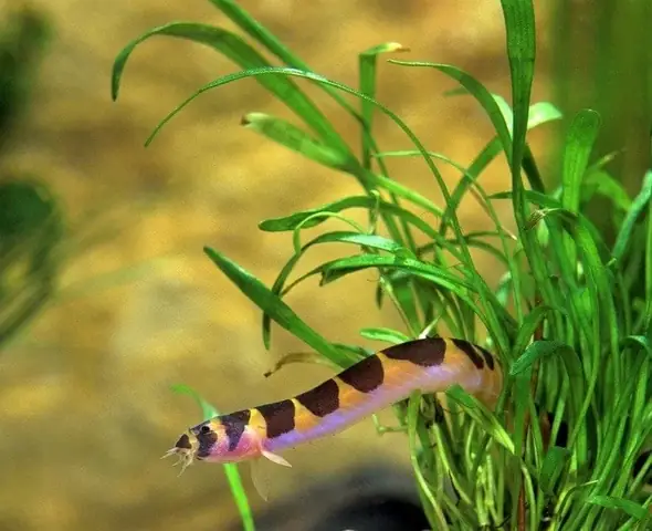 Axolotl Nuôi Chung Với Cá Nào An Toàn? Danh Sách & Lưu Ý Quan Trọng