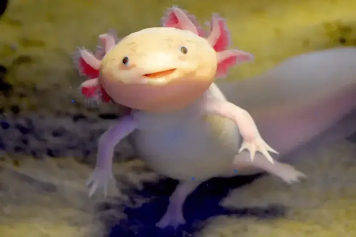 Axolotl Nuôi Chung Với Cá Nào An Toàn? Danh Sách & Lưu Ý Quan Trọng