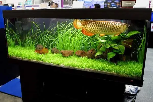 Top 10+ Địa Chỉ Bán Bể Cá Cảnh Đà Nẵng Uy Tín, Giá Rẻ Và Phụ Kiện Kèm Theo