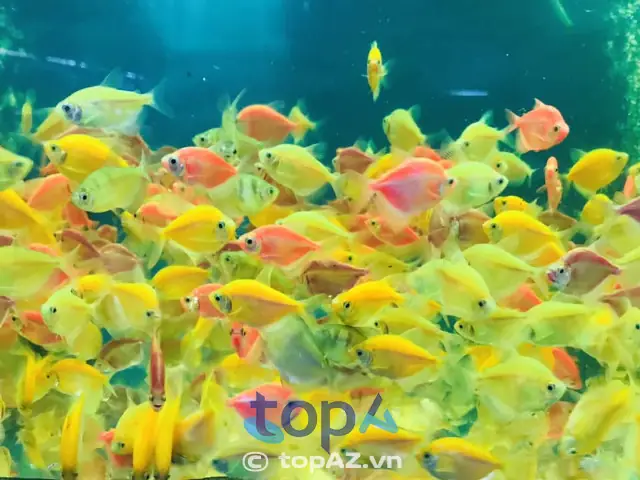 Top 10+ Địa Chỉ Bán Bể Cá Cảnh Đà Nẵng Uy Tín, Giá Rẻ Và Phụ Kiện Kèm Theo