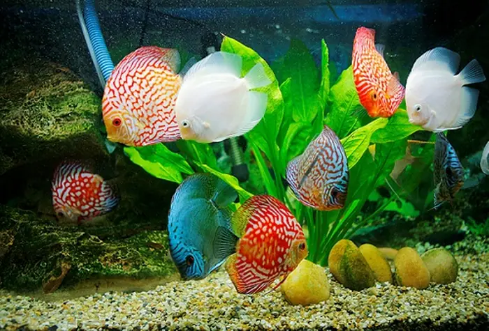 Top 10+ Địa Chỉ Bán Bể Cá Cảnh Đà Nẵng Uy Tín, Giá Rẻ Và Phụ Kiện Kèm Theo