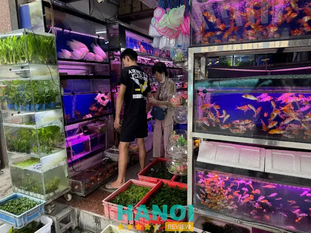 Bán Buôn Cá Cảnh: Nguồn Hàng Uy Tín, Giá Sỉ Tốt Nhất 2024