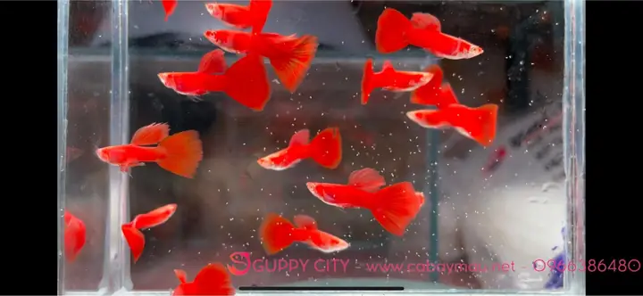 Cá Bảy Màu Full Red: Đặc Điểm, Cách Nuôi Và Chọn Mua Chuẩn Cá Bảy Màu Full Red: Đặc Điểm, Cách Nuôi Và Chọn Mua Chuẩn