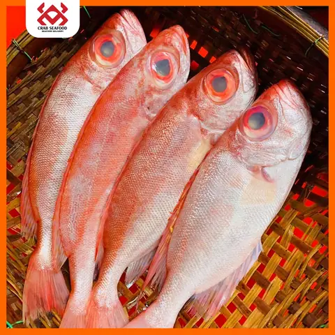 Bán Cá Bảy Trầu: Giá Bao Nhiêu, Mua Ở Đâu & Đặc Điểm Nuôi