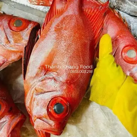 Bán Cá Bảy Trầu: Giá Bao Nhiêu, Mua Ở Đâu & Đặc Điểm Nuôi