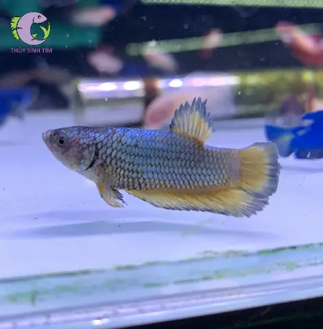 Bán Cá Betta Mái: Hướng Dẫn Chọn Cá Đẹp, Giá Tốt & Cách Nuôi