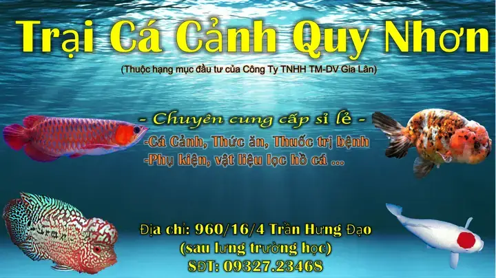 Bán Cá Cảnh Quy Nhơn: Top Địa Chỉ Uy Tín & Kinh Nghiệm Mua Hàng