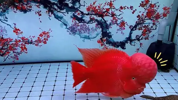 Mua Bán Cá La Hán Thái Đỏ: Giá, Đặc Điểm & Kinh Nghiệm Chọn Cá