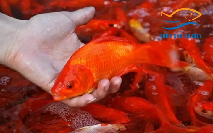 Bán Cá Phóng Sinh: Địa Chỉ Mua, Loại Cá Phù Hợp & Kinh Nghiệm Cho Người Mới Bắt Đầu