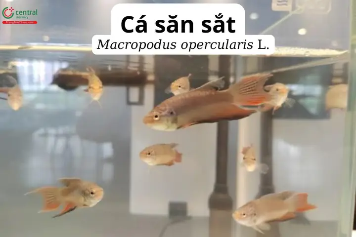 Cá Săn Sắt (cá Cờ): Đặc Điểm, Công Dụng Và Nơi Mua