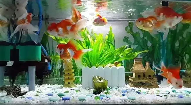 Bán Sỉ Cá Cảnh: Nguồn Hàng Uy Tín, Giá Tốt Cho Người Mới Bắt Đầu Bán Sỉ Cá Cảnh: Nguồn Hàng Uy Tín, Giá Tốt Cho Người Mới Bắt Đầu