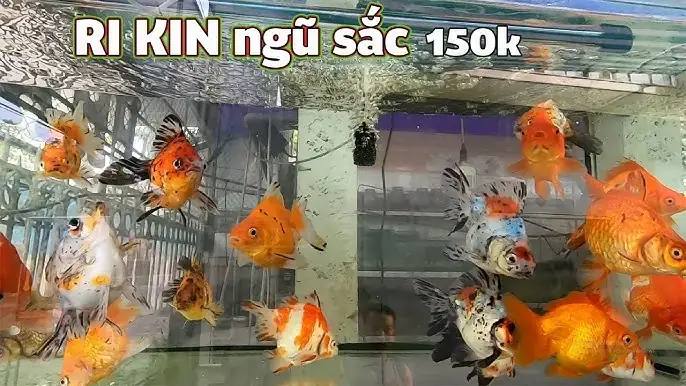 Bán Sỉ Cá Cảnh: Nguồn Hàng Uy Tín, Giá Tốt Cho Người Mới Bắt Đầu Bán Sỉ Cá Cảnh: Nguồn Hàng Uy Tín, Giá Tốt Cho Người Mới Bắt Đầu