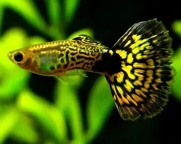 Bảng Giá Cá Guppy (bảy Màu) Mới Nhất: Cập Nhật Giá Theo Dòng & Yếu Tố Ảnh Hưởng