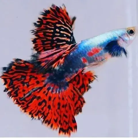 Bảng Giá Cá Guppy (bảy Màu) Mới Nhất: Cập Nhật Giá Theo Dòng & Yếu Tố Ảnh Hưởng