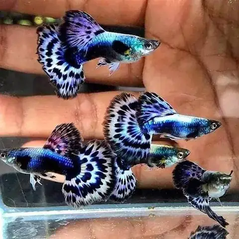 Bảng Giá Cá Guppy (bảy Màu) Mới Nhất: Cập Nhật Giá Theo Dòng & Yếu Tố Ảnh Hưởng