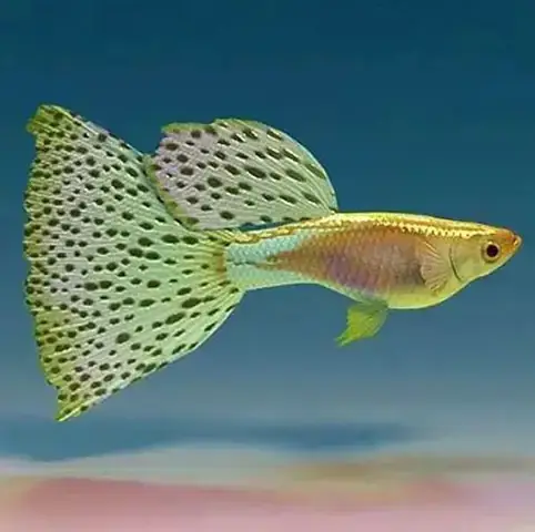 Bảng Giá Cá Guppy (bảy Màu) Mới Nhất: Cập Nhật Giá Theo Dòng & Yếu Tố Ảnh Hưởng