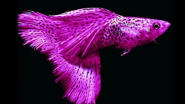 Bảng Giá Cá Guppy (bảy Màu) Mới Nhất: Cập Nhật Giá Theo Dòng & Yếu Tố Ảnh Hưởng