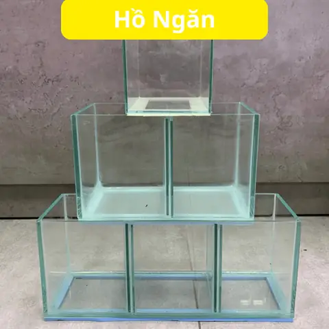 Bể Cá 2 Ngăn: Giải Pháp Tối Ưu Cho Cá Betta & Cá Cảnh Nhỏ