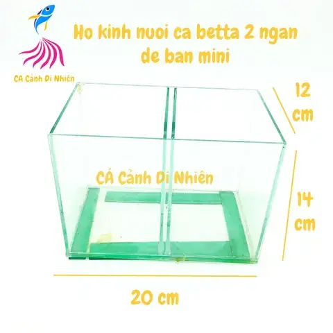 Bể Cá 2 Ngăn: Giải Pháp Tối Ưu Cho Cá Betta & Cá Cảnh Nhỏ