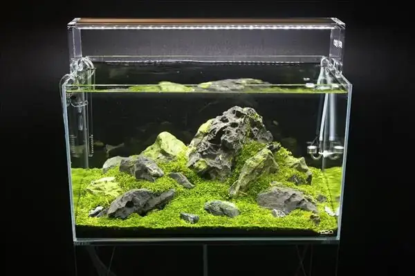 Bể Cá Mica (acrylic): Ưu Nhược Điểm, Có Nên Dùng Và Kinh Nghiệm Làm Hồ